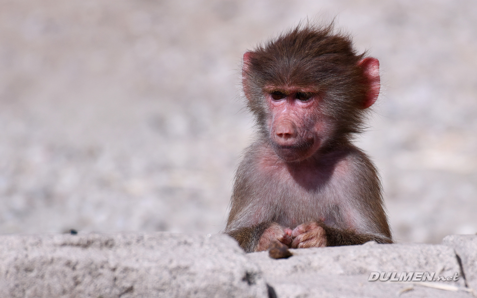 Hamadryas baboon (Papio hamadryas)